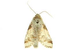 Image of Sericochroa arimata Schaus 1939