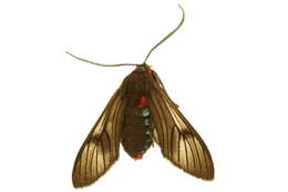 صورة Saurita cassandra Linnaeus 1758