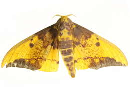 Image of Eacles imperialis cacicus (Boisduval 1868)