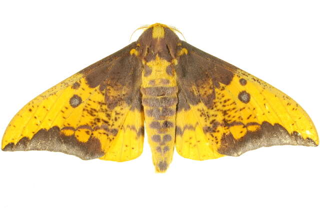 Image of Eacles imperialis cacicus (Boisduval 1868)