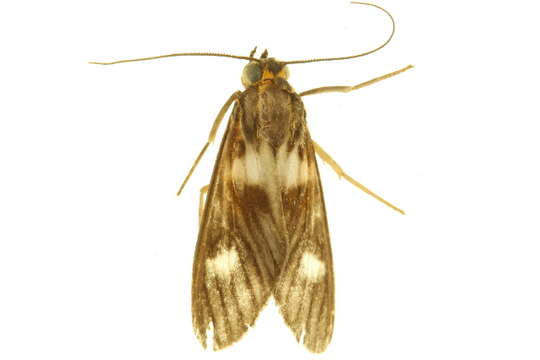 Image of <i>Kirrostola binotata</i>