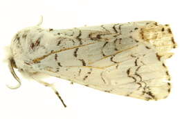 Image of Cerura rarata Walker 1865