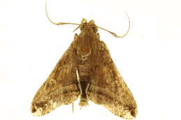 Image of Tarista albiapicalis Schaus 1916