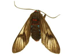 صورة Saurita cassandra Linnaeus 1758