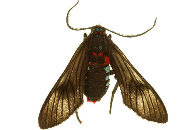 صورة Saurita cassandra Linnaeus 1758