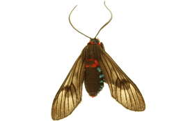 صورة Saurita cassandra Linnaeus 1758