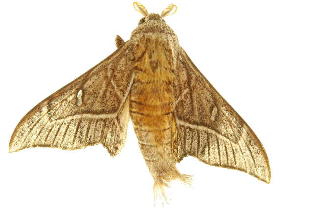 Image of Bedosia trailii Butler 1878