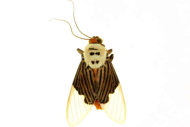 Image of Ischnognatha semiopalina Felder 1874