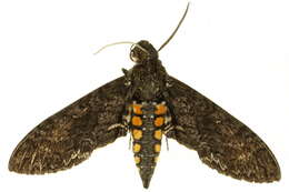 Image of Manduca sexta paphus (Cramer 1779)