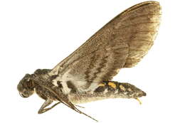 Image of Manduca sexta paphus (Cramer 1779)