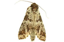 Image of Sericochroa rubiginosa Dognin 1909