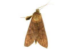 Image of Hapigia simplex Walker 1865