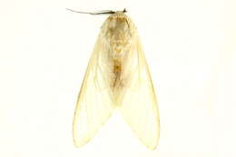 Image of Nyearctia leucoptera Hampson 1920