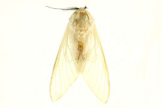 صورة Nyearctia leucoptera Hampson 1920