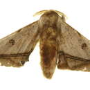 Image of Cicinnus fogia Schaus 1905