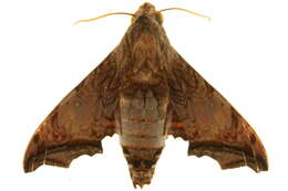 Image of Nyceryx stuarti (Rothschild 1894)