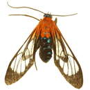 Image of Poecilosoma chrysis Hübner 1827
