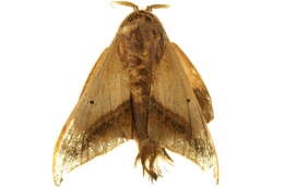 Image of Mimallonoidea