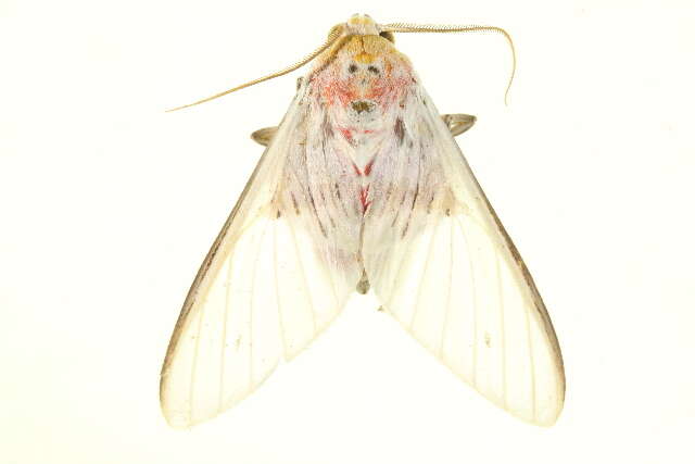 Image of Idalus aleteria Schaus 1905