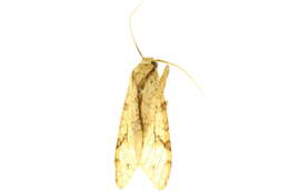 Imagem de Lophocampa citrina Sepp 1852