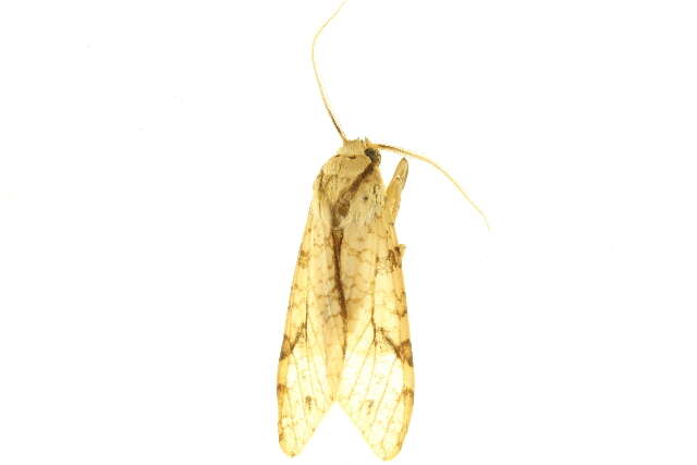 Imagem de Lophocampa citrina Sepp 1852