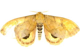 صورة <i>Pseudautomeris lata</i>