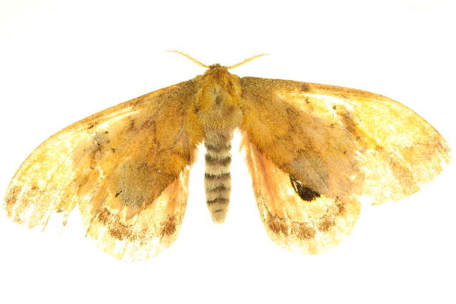 صورة <i>Pseudautomeris lata</i>