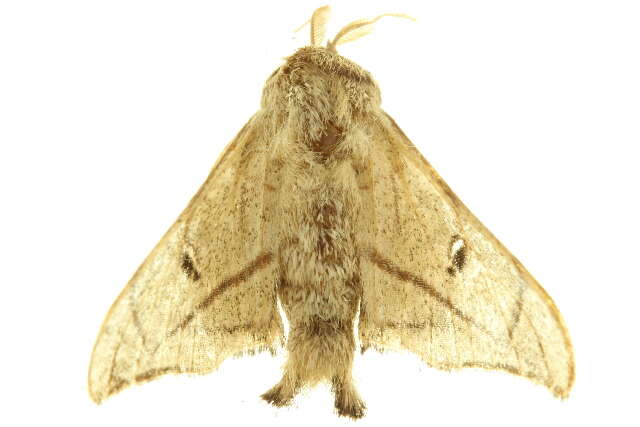 Image of sack-bearer moths