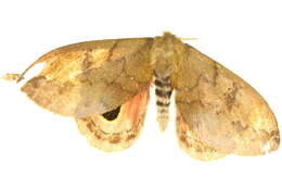 صورة <i>Pseudautomeris lata</i>