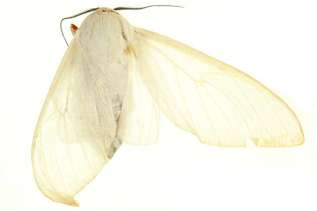 Image of Nyearctia leucoptera Hampson 1920