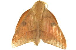 Image of Adeloneivaia subangulata (Herrich-Schäffer (1855))