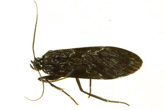 Image of <i>Eucereon obscurum</i>