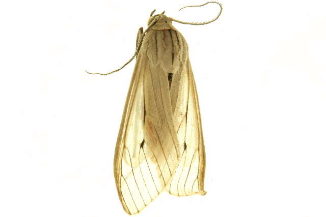 Image of Agaraea semivitrea Rothschild 1909