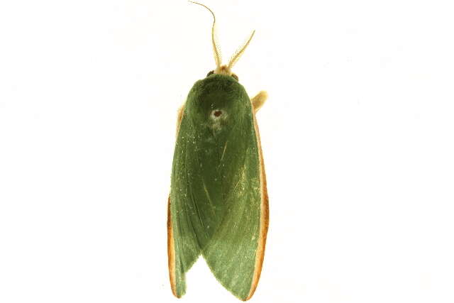 Image of <i>Moresa pallidicosta</i>