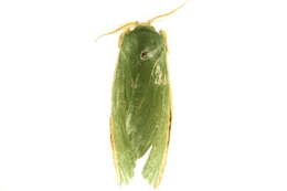 Image of <i>Moresa pallidicosta</i>