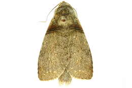 Image of <i>Drugera innoxia</i>