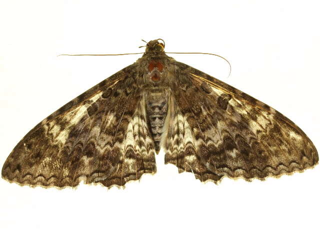 Image of Letis scops Guenée 1852