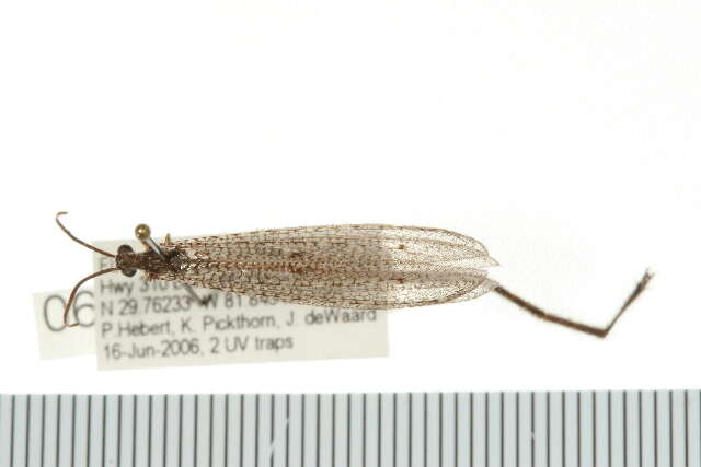 Слика од Brachynemurus longicaudis