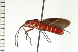 Image of Cotton Stainers (several spp.)