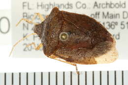 Image of Euschistus (Euschistus) obscurus (Palisot 1817)