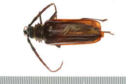 Image of Prioninae