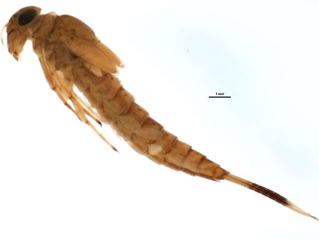 Image of Ameletus lineatus Traver 1932