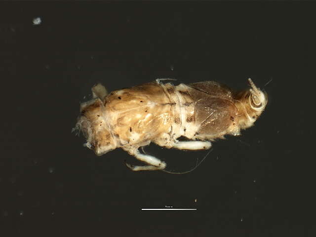 Caenis punctata McDunnough 1931 resmi