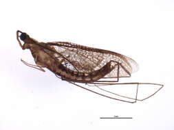 Image of Hexagenia bilineata (Say 1824)