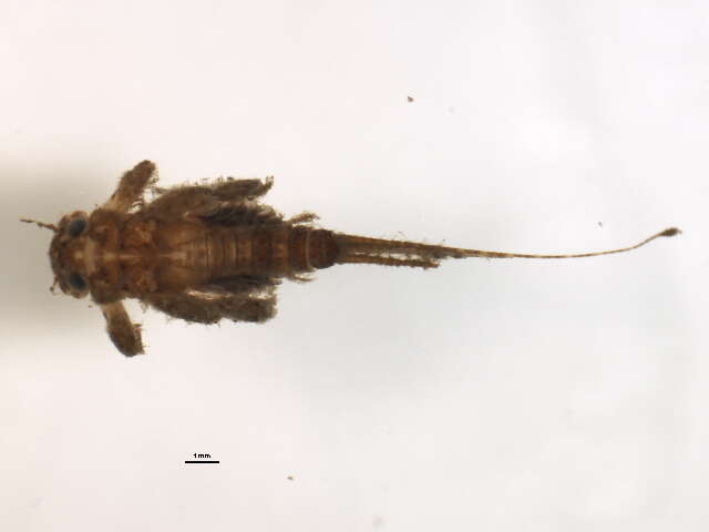 Image of Maccaffertium exiguum (Traver 1933)