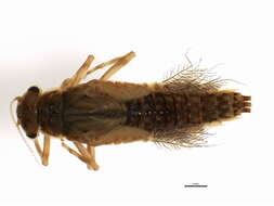 Image of Leptophlebia intermedia (Traver 1932)