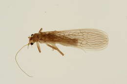 Image of Acroneuriinae