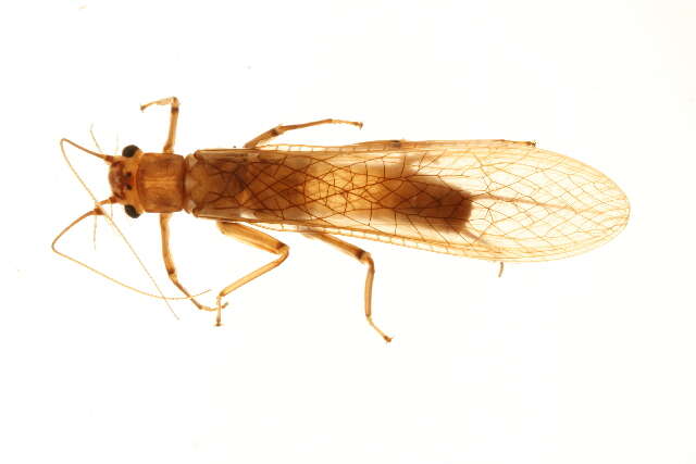 Image of Acroneuriinae