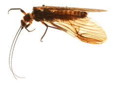 Image of winter stoneflies