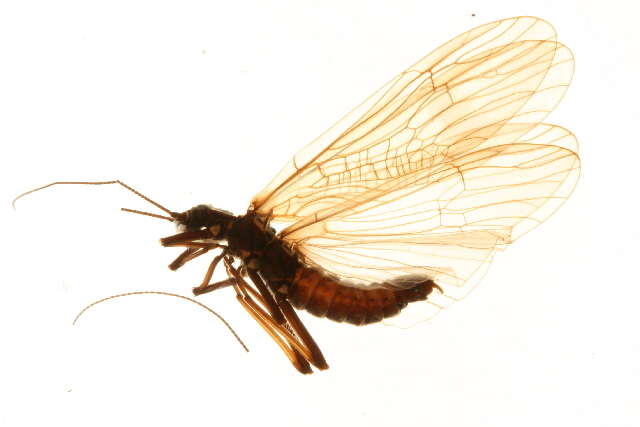 Image of winter stoneflies